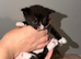 5x male kittens