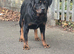Female German rottweiler for sale