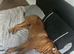 10 month old male Cane Corso X - Kai