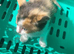 Daisy need's a forever home