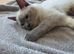 Ragdoll