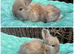 4 buck pure bred angoras