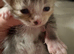Beautiful kittens