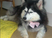 Grey and white pomsky