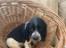 Working sprocker spaniels 1 GIRL 1 BOY LEFT