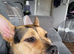 Iyla- 11 month old German shepherd cross Staffy