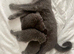 Three sweet little blue Britishshorthair female kittens are available for sale