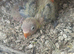 Lovebirds for handfeed