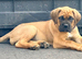 9 week old female cane corso