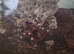 Brazilian giant white knee tarantula