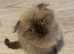 Scottish fold kitten