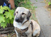 Beautiful Turkish kangal luna