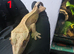 Crested geckos
