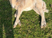 Registered miniature Shetland filly