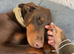 Beautiful family dobermanns *4 pups 1 girl 3 boys*