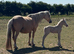 Cremello PB welsh C colt