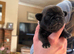 Beautiful Purebred Pug Puppies for sale
