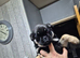 3 stunning 16 week old pugs