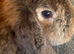 Agouti French Lop Doe
