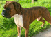 Boxer Male