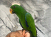 Baby Handreared Very Tame Male Eclectus Parrot,23