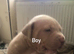 American bully