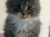 TICA Registered Last 2 boys black silver tabby bicolour blue & white