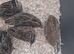 Quails
