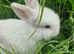 Mini lop boys