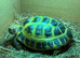 Horsefield tortoise and full set up