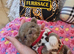Xx stunning chihuahua longcoat puppies Xx
