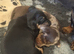 Cutest Miniature Dachshund Pups For Sale