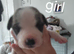 English mastiff cross staff