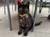 Beautiful British short hair needs a home asap