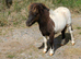 Shetland colt foal