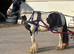 Lovely little pony for somone