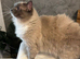 Gorgeous ragdoll kittens