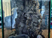 Tarantulas and true spiders forsale