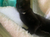 Cat for sale