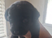 Labrador pups for sale