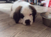 Last female Saint Bernard puppy READY TO LEAVE NOW
