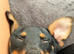 Gorgeous 5 month old miniature pincher for sale