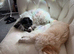 Maltipoo puppy