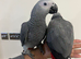 Stunning Hand Raise lovely Tame African Grey Parrot,28