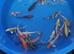 koi carp