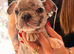 French bulldog puppies