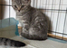 Straight eared pedigree Scottish fold