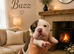️Beautiful olde English bulldogs️