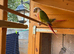 Proven pair pineapple green cheek
