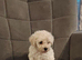 Toy poochon READY NOW